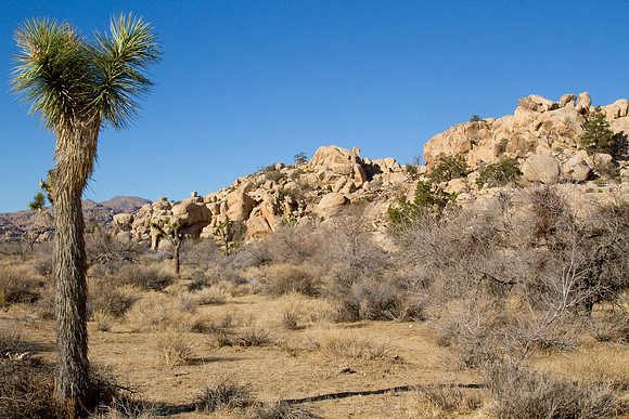 joshuatree09-2628