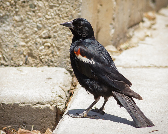 Tricolored Blackbird