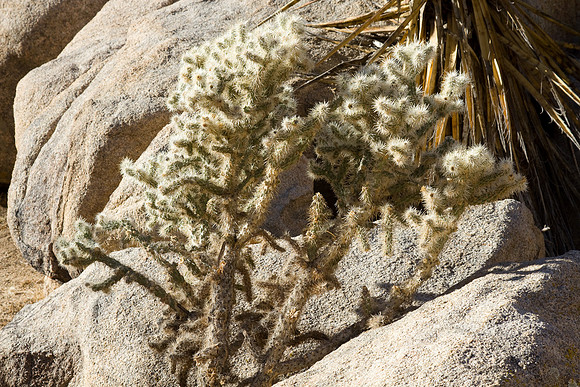 joshuatree09-2601