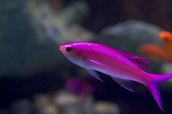 LB-aquarium-0677