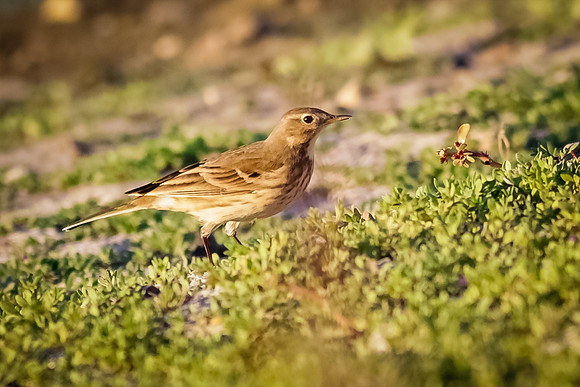 American Pipit