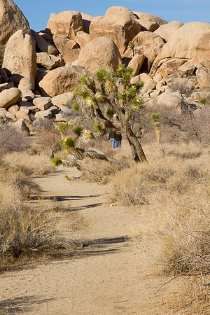 joshuatree09-2683
