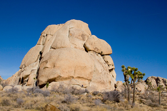 joshuatree09-2703