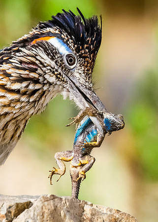 Greater roadrunner