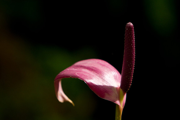 La-arboretum-19