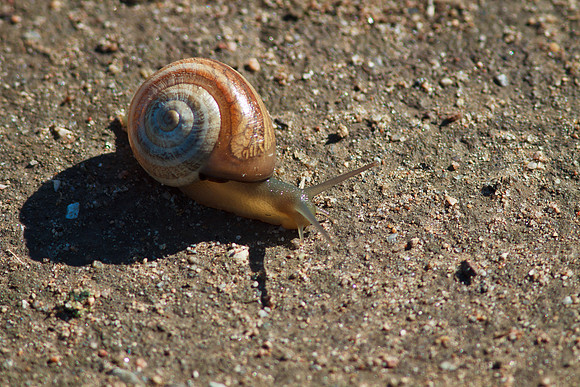 Snail