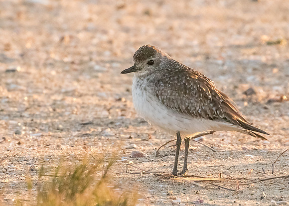 Bolsa Chica 7d-2014-9607