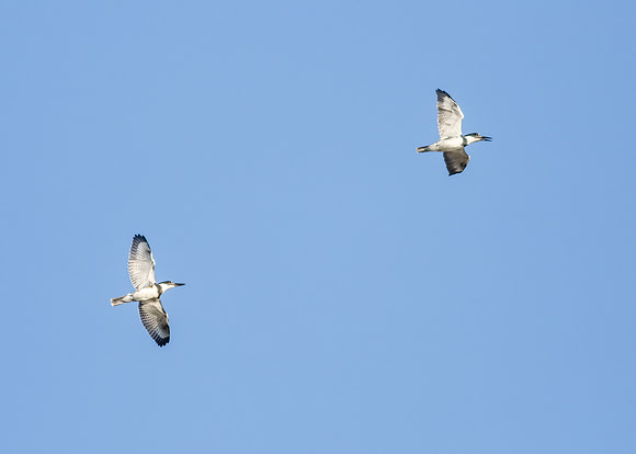 San Joaquin 2014-9508