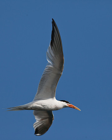 BolsaChica2011-1544