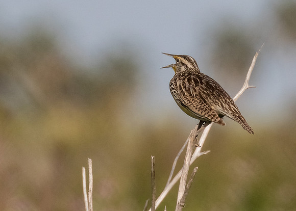 Western Madowlark