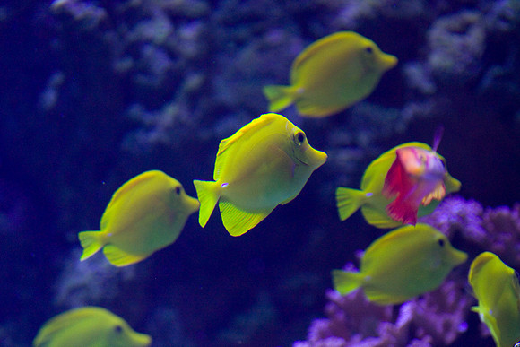 lb-aquarium-1389