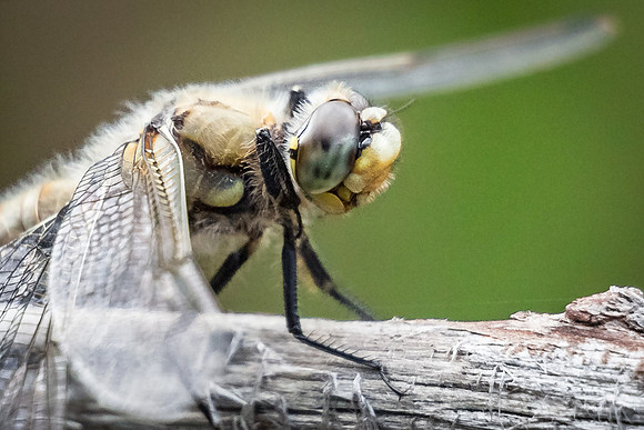 Eye of the Dragonfly