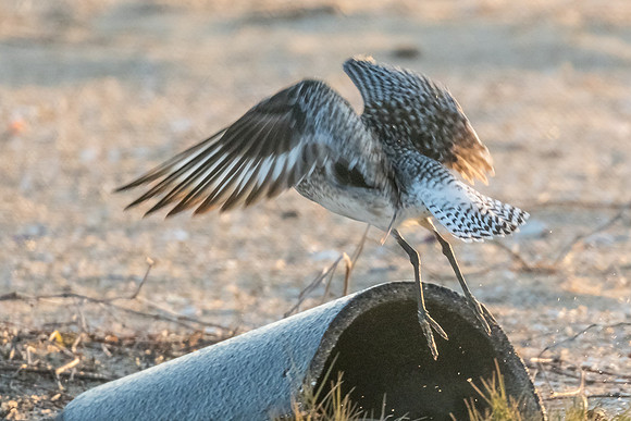 Bolsa Chica 7d-2014-9610