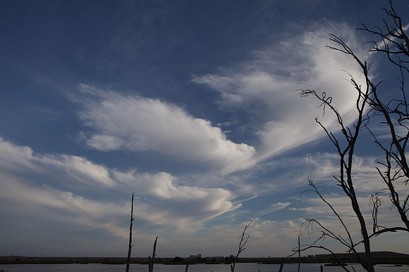 BolsaChica-2012-8733