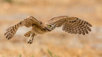 Burrowing owl