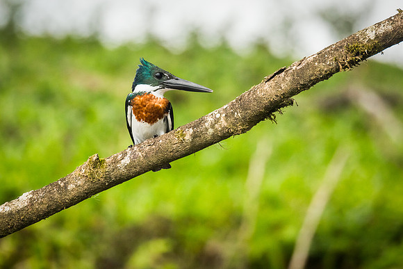 Male Green Kingfisher
