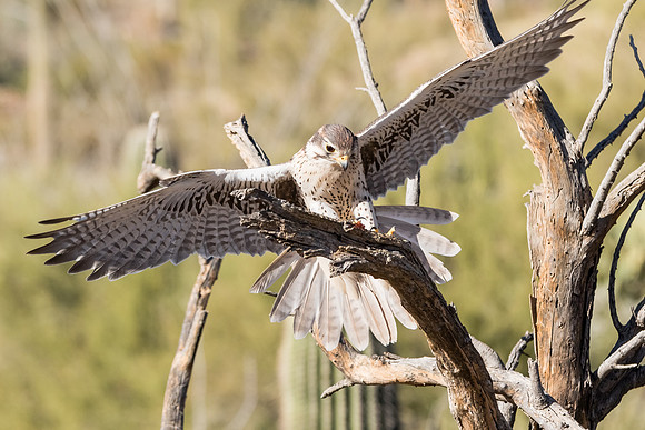 Prairie Falcon