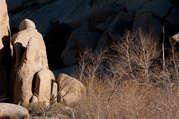 joshuatree09-0662