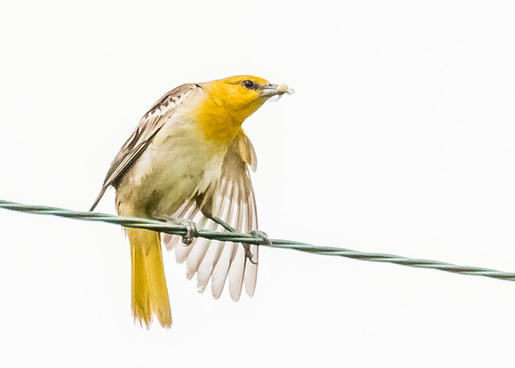 Bullock's Oriole