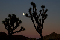 joshuatree09-2411