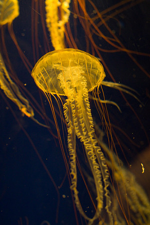 LB-aquarium-0370