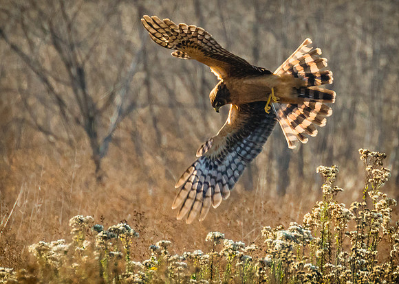On the hunt