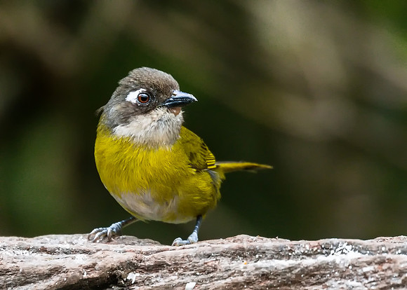 Common Bush Tanager