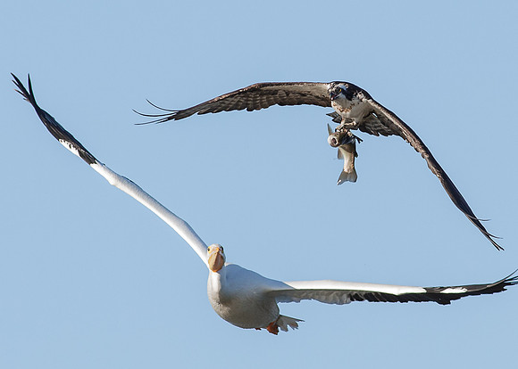 The Chase II