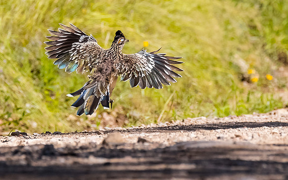Who said I couldn't fly.....