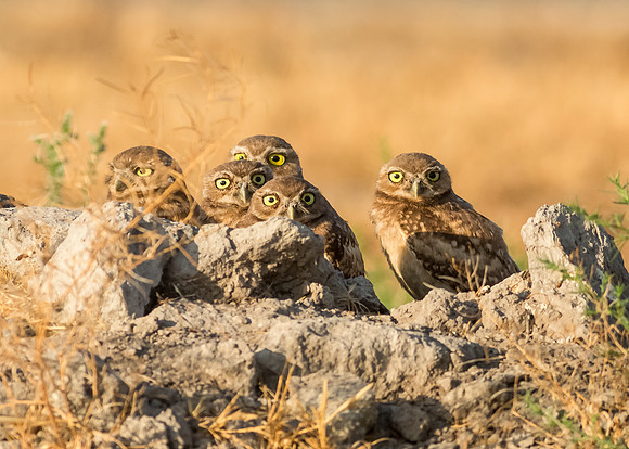 Juvenile Burrowing owl