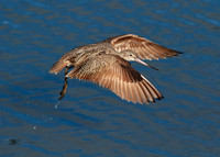 Marbled Godwit