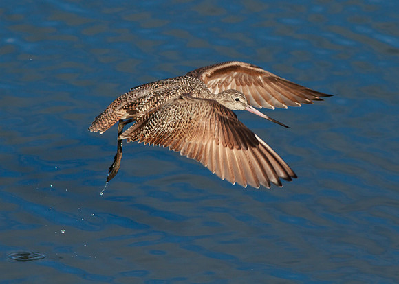 Marbled Godwit