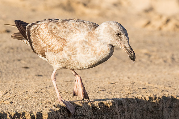 CoronaDelMar-2015-7602