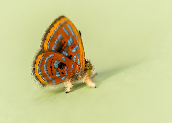Moth