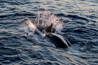 LB-WhaleWaching-2015-6709