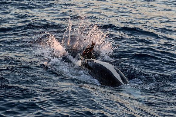 LB-WhaleWaching-2015-6709