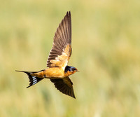 Barn Swallow