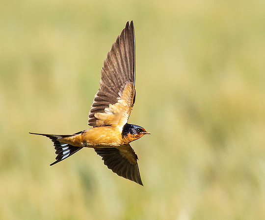 Barn Swallow