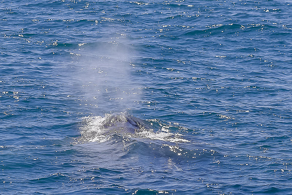 NB-whale watching-5501