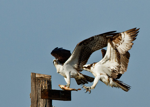 Osprey