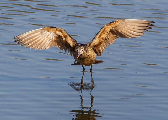 Marbled Godwit