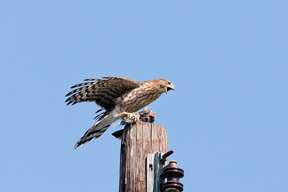 hawk-8292