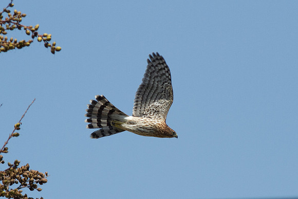 hawk-8349