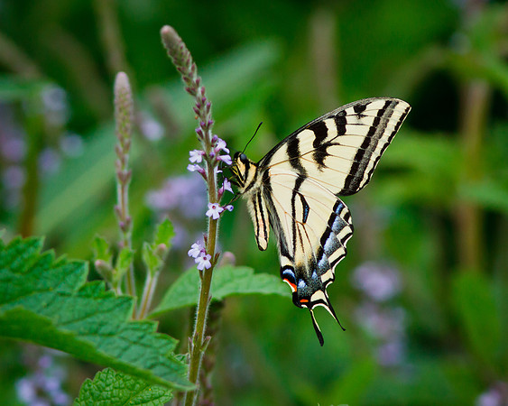 Western Tiger Swallowtail