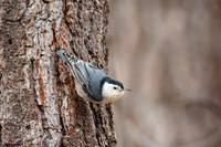 White-breasted nuthatch
