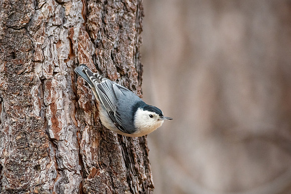 White-breasted nuthatch