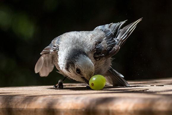 Gray Jay Vs the Grape
