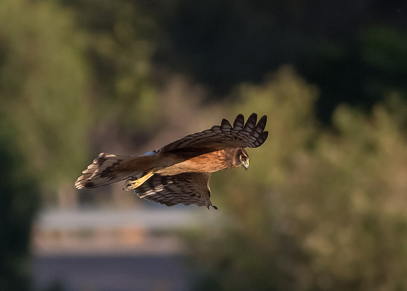 San Joaquin 2014-2440