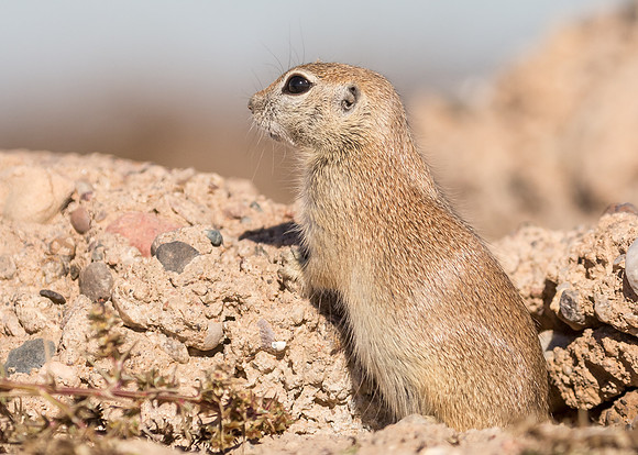 Ground Squirrel
