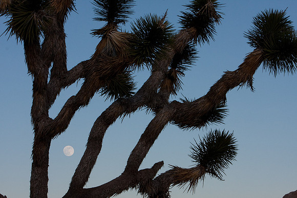 joshuatree09-0555